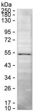RNF135